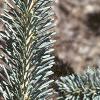 Abies lasiocarpa var. arizonica, leaves