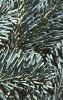 Abies lasiocarpa var. arizonica, leaves
