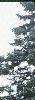 Abies magnifica, habit