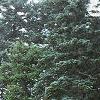 Abies magnifica, habit