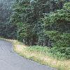 Abies magnifica, habit
