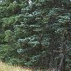 Abies magnifica, habit