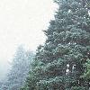Abies magnifica, habit