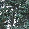 Abies magnifica, habit
