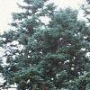 Abies magnifica, habit