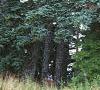 Abies magnifica, habit