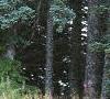 Abies magnifica, habit