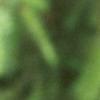 Abies magnifica, leaves