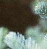 Abies magnifica, leaves