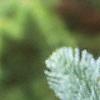Abies magnifica, leaves
