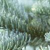 Abies magnifica, leaves