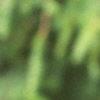 Abies magnifica, leaves