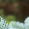 Abies magnifica, leaves