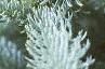 Abies magnifica, leaves