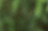 Abies magnifica, leaves