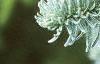 Abies magnifica, leaves