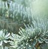 Abies magnifica, leaves