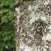 Abies magnifica, bark