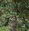 Abies magnifica, bark