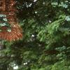 Abies magnifica, bark