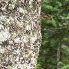 Abies magnifica, bark