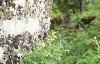 Abies magnifica, bark
