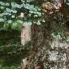 Abies magnifica, bark