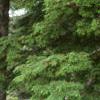 Abies magnifica, bark