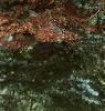 Abies magnifica, bark