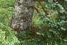 Abies magnifica, bark