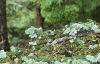 Abies magnifica, bark