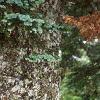 Abies magnifica, bark
