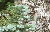 Abies magnifica, bark