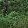 Abies magnifica, bark
