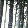 Abies magnifica, bark