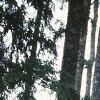 Abies magnifica, bark