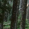 Abies magnifica, bark