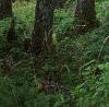 Abies magnifica, bark