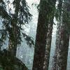 Abies magnifica, bark