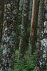 Abies magnifica, bark