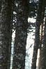 Abies magnifica, bark