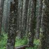 Abies magnifica, bark