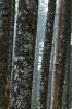 Abies magnifica, bark