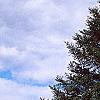Abies nordmanniana, habit
