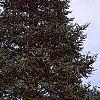 Abies nordmanniana, habit