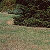 Abies nordmanniana, habit