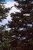 Abies nordmanniana, habit