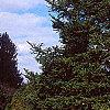 Abies nordmanniana, habit
