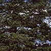 Abies nordmanniana, habit