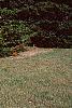 Abies nordmanniana, habit